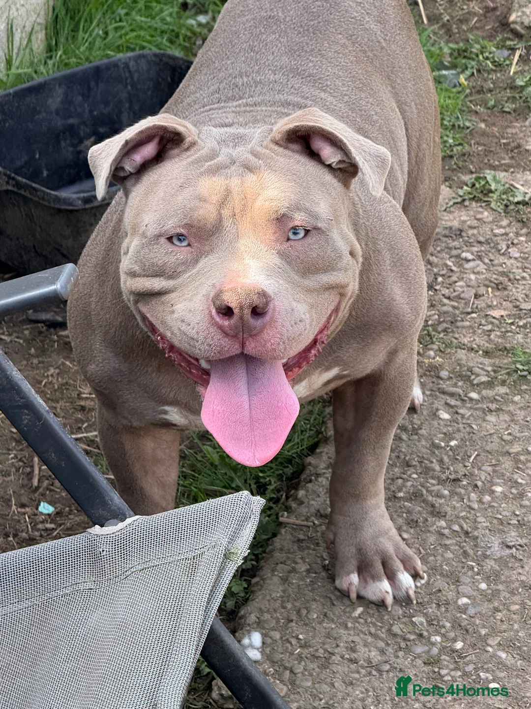 American Bully dogs for stud: Pocket bully for stud!! in Nottingham - Advert 4