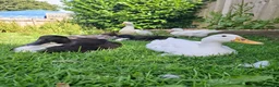 Ducks poultry for sale: 2 x Drakes and/or 8 x hens in need of a good home in Chard - Advert 2