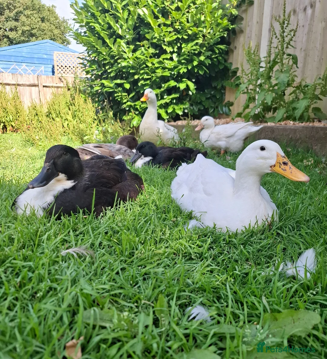 Ducks poultry for sale: 2 x Drakes and/or 8 x hens in need of a good home in Chard - Advert 2