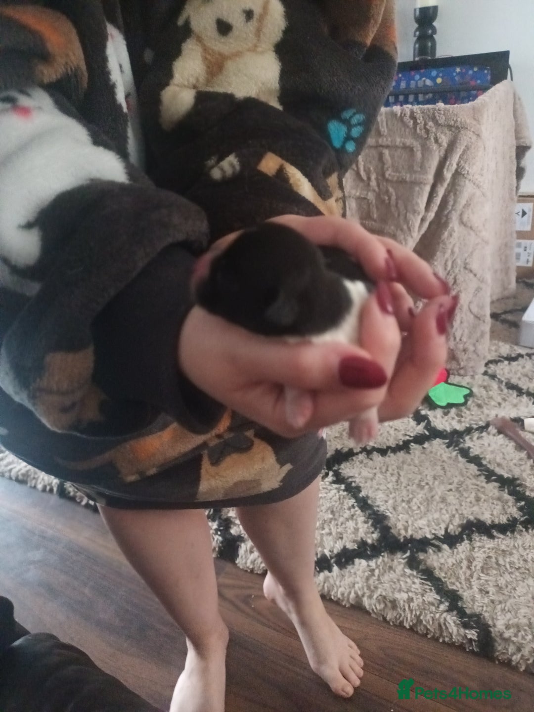 Mixed Breed dogs for sale: Poochon cross schweenie  - Image 5