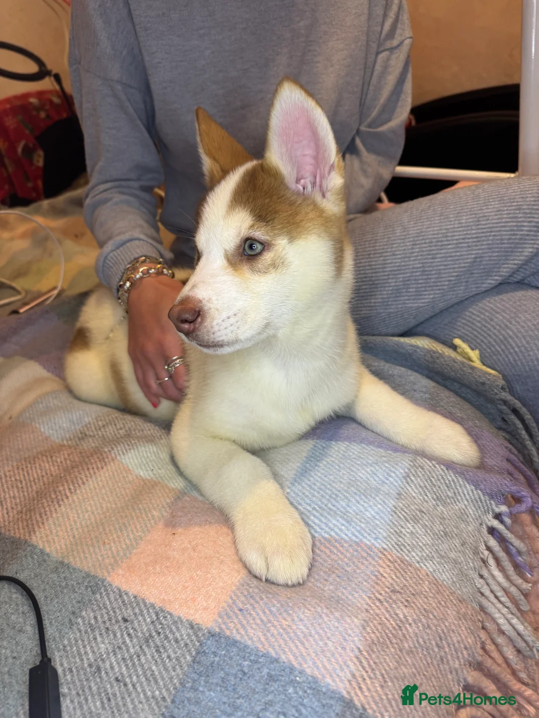 Siberian Husky dogs for sale: Siberian husky  - Advert 24