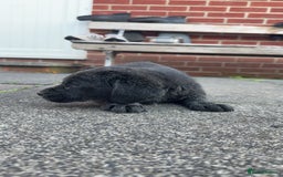 Labrador Retriever dogs for sale: 1 yellow GIRL LEFT KC reg LABRADOR PUPS - Image 14