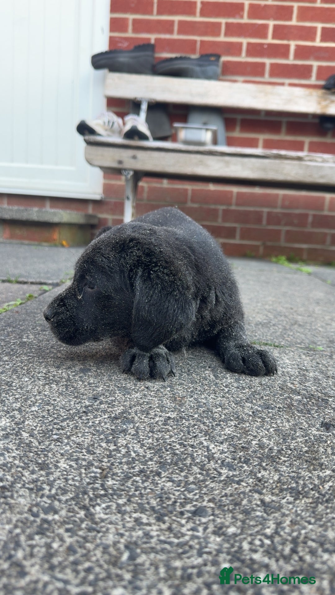Labrador Retriever dogs for sale: 1 yellow GIRL LEFT KC reg LABRADOR PUPS - Image 14