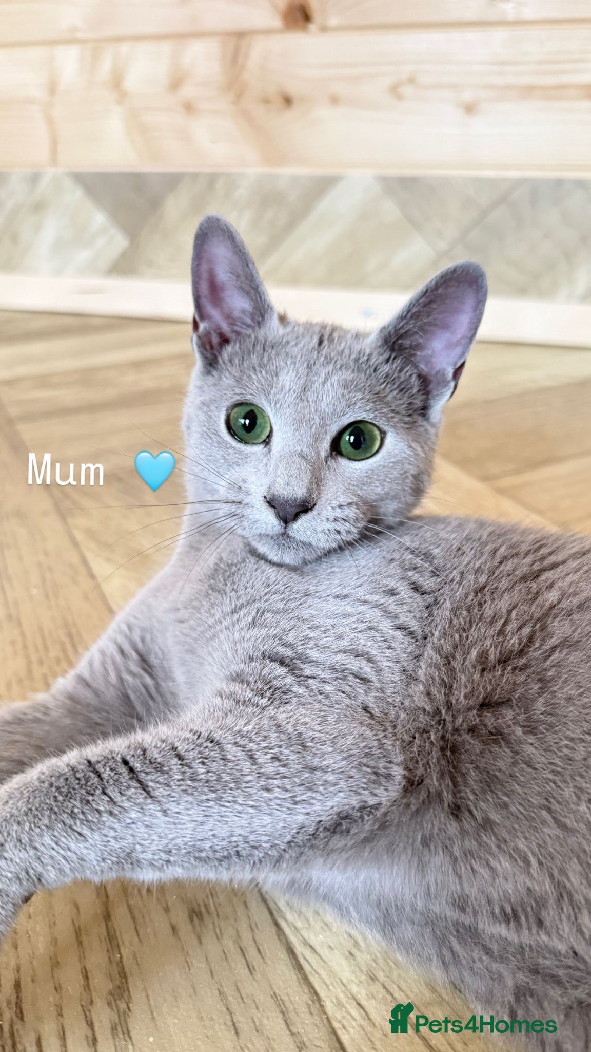 Russian Blue cats *TOP QUALITY* TICA Pedigree Russian Blue Kittens - Advert 2