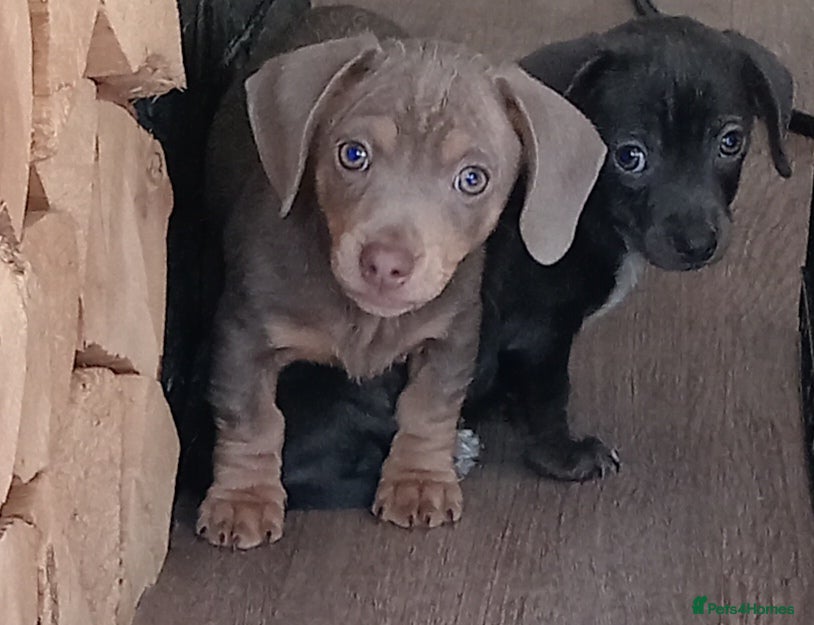 Dachshund dogs Beautiful miniature / fabulous colours  - Advert 1
