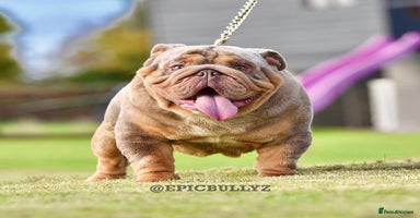 English Bulldog dogs in Basildon - Advert 2