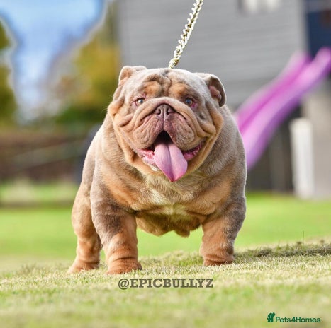 English Bulldog dogs in Basildon - Advert 1