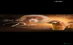 Cockapoo dogs for sale: STUNNING RED F1B COCKAPOO - Image 7