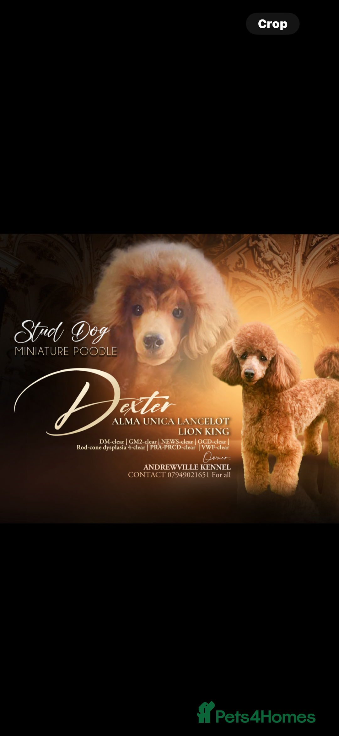 Cockapoo dogs for sale: STUNNING RED F1B COCKAPOO - Image 7