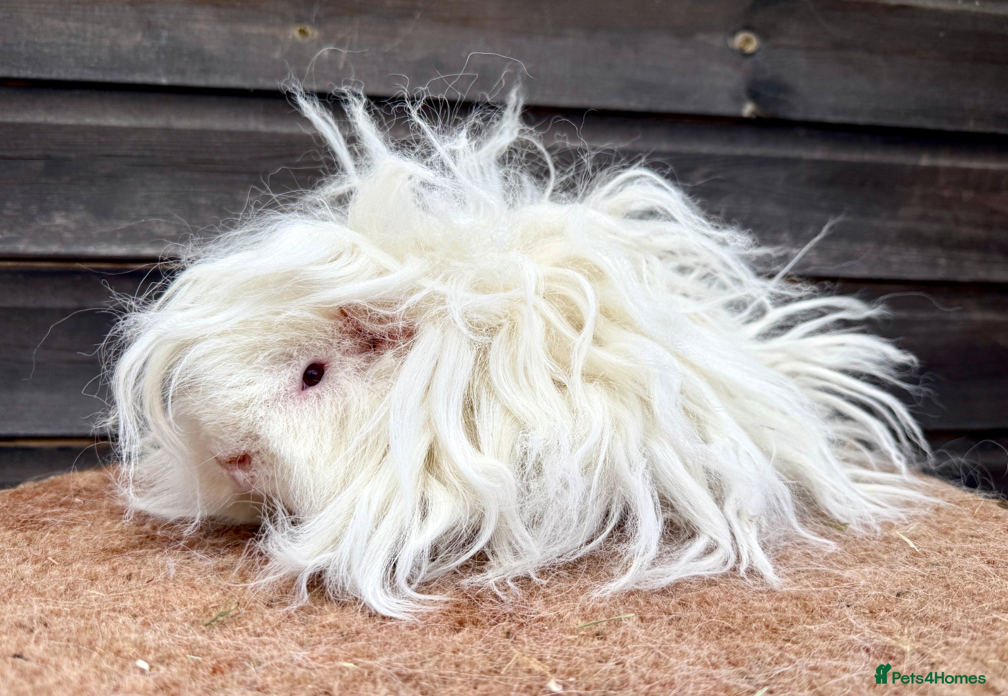 Guinea Pig rodents Boars - Various Breeds  - Advert 1