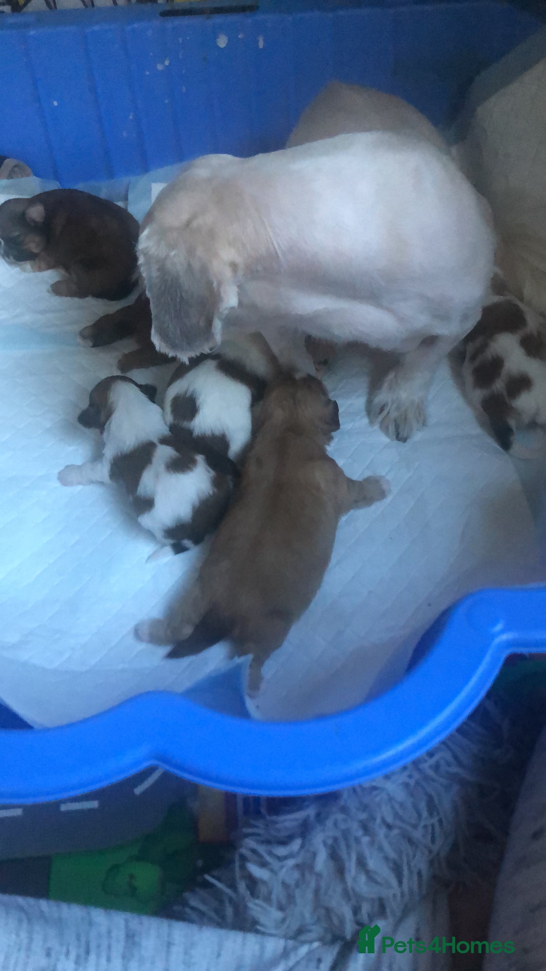 Shih Tzu dogs for sale: Angel’s Shih zhus  - Image 18
