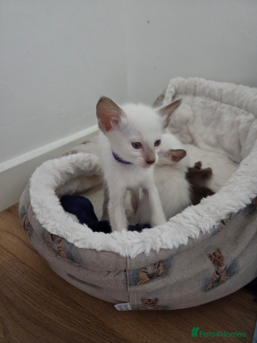 Oriental cats for sale: Beautiful GCCF registered Oriental Longhair girls - Image 6