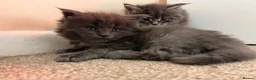 Maine Coon cats for sale: Maine coon kittens - Advert 7