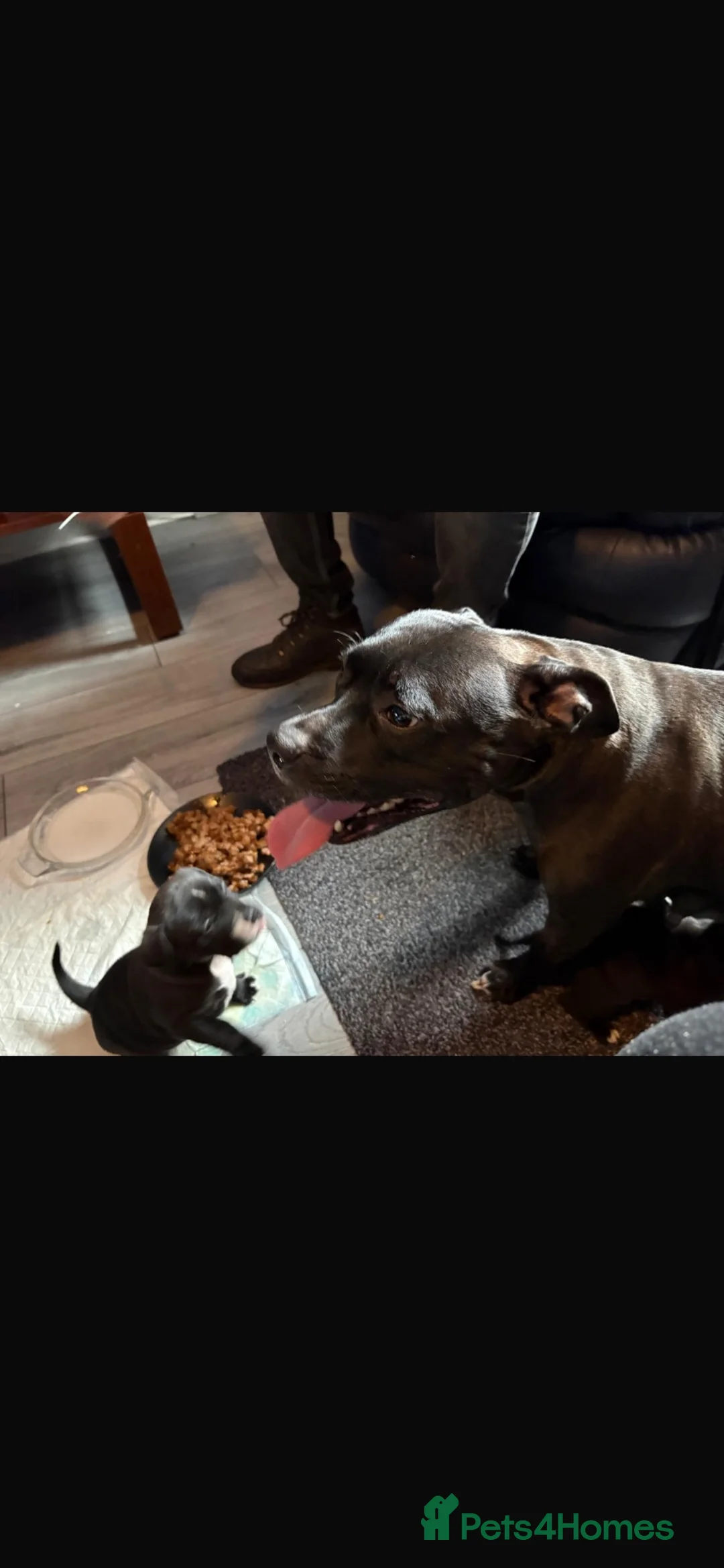 Staffordshire Bull Terrier dogs for sale: 5 beautiful staffy puppies .  - Advert 2