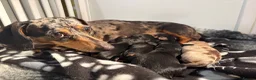 Miniature Dachshund dogs for sale: ✨ Adorable Litter of Miniature Daschund Puppies - Advert 6