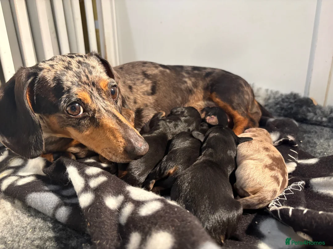 Miniature Dachshund dogs for sale: ✨ Adorable Litter of Miniature Daschund Puppies - Advert 6