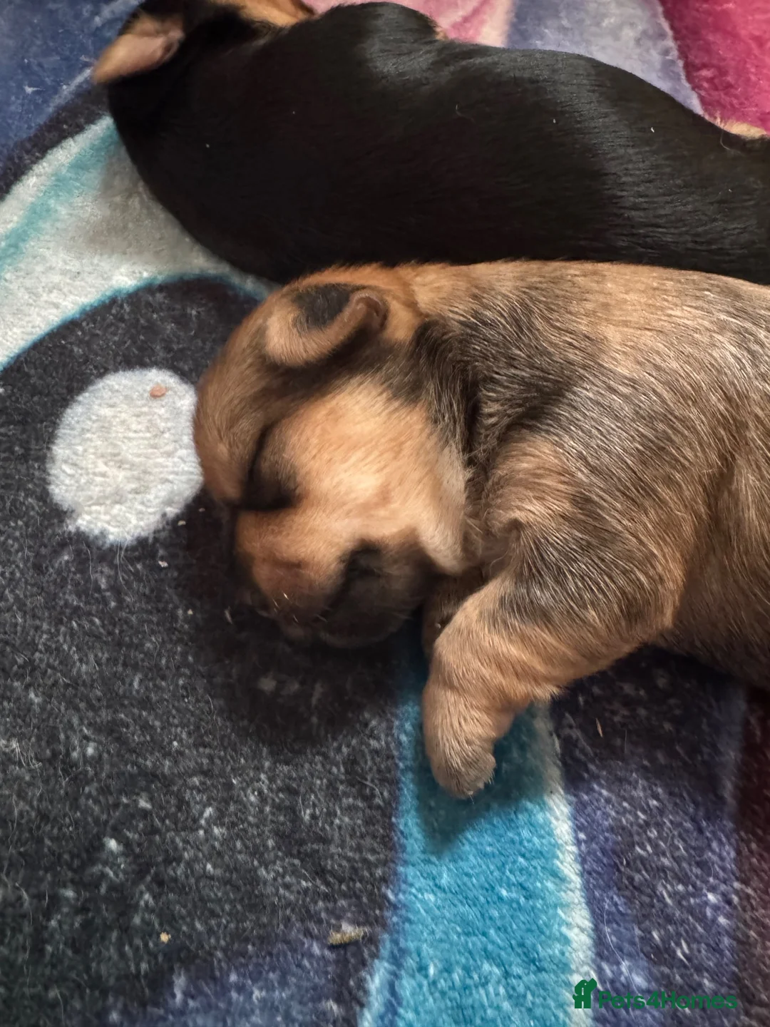 Shorkie dogs for sale: Female shorkie - Advert 8