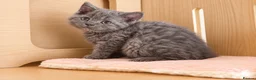Selkirk Rex cats for sale: Beautiful Selkirk Rex Shorthair Kittens  - Advert 37