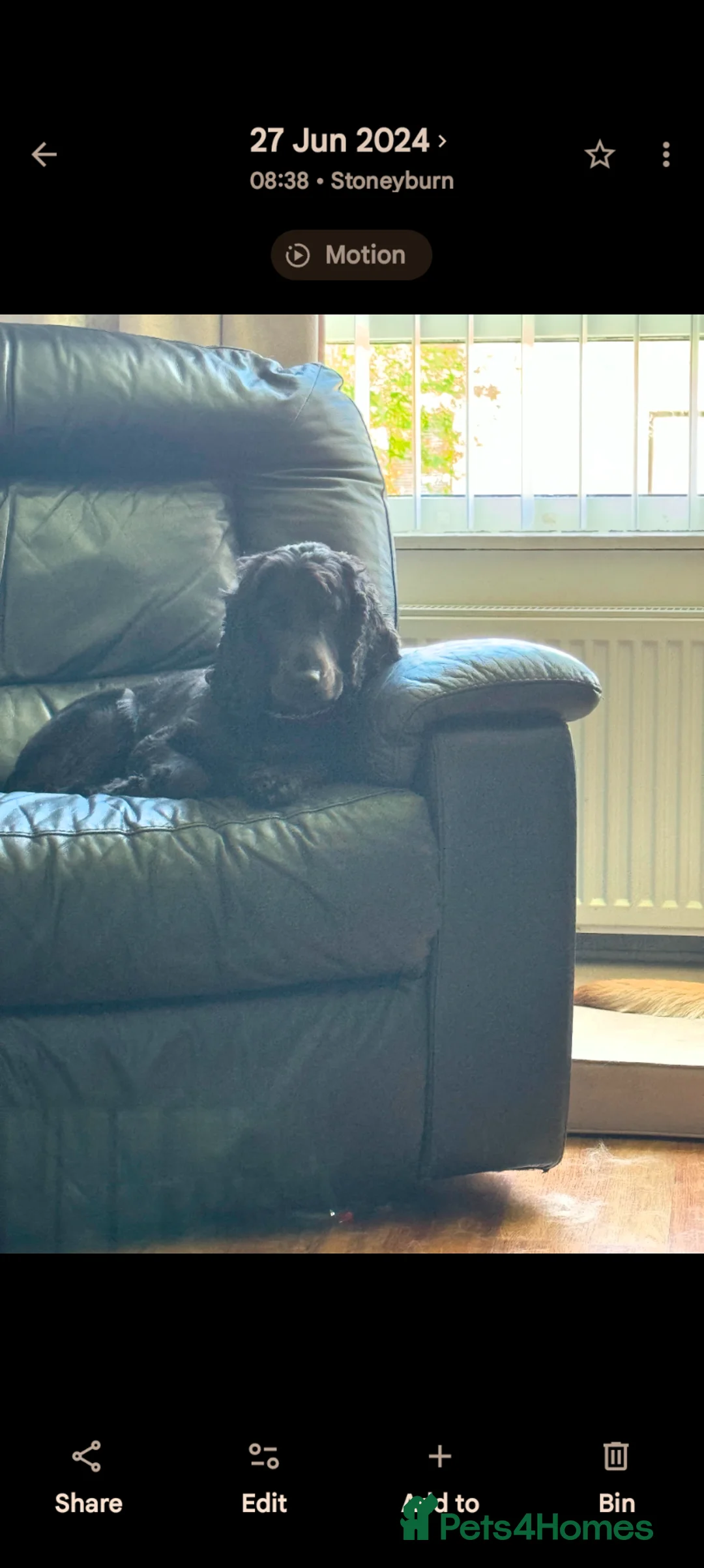 Cocker Spaniel dogs for sale: Cocker spaniel female  - Advert 5