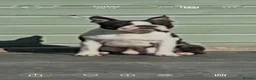 Boston Terrier dogs for sale: Kc reg Boston terriers  - Advert 6