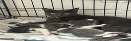 Mixed Breed cats for sale: Russian blue cross DSH  in Welwyn Garden City - Advert 3