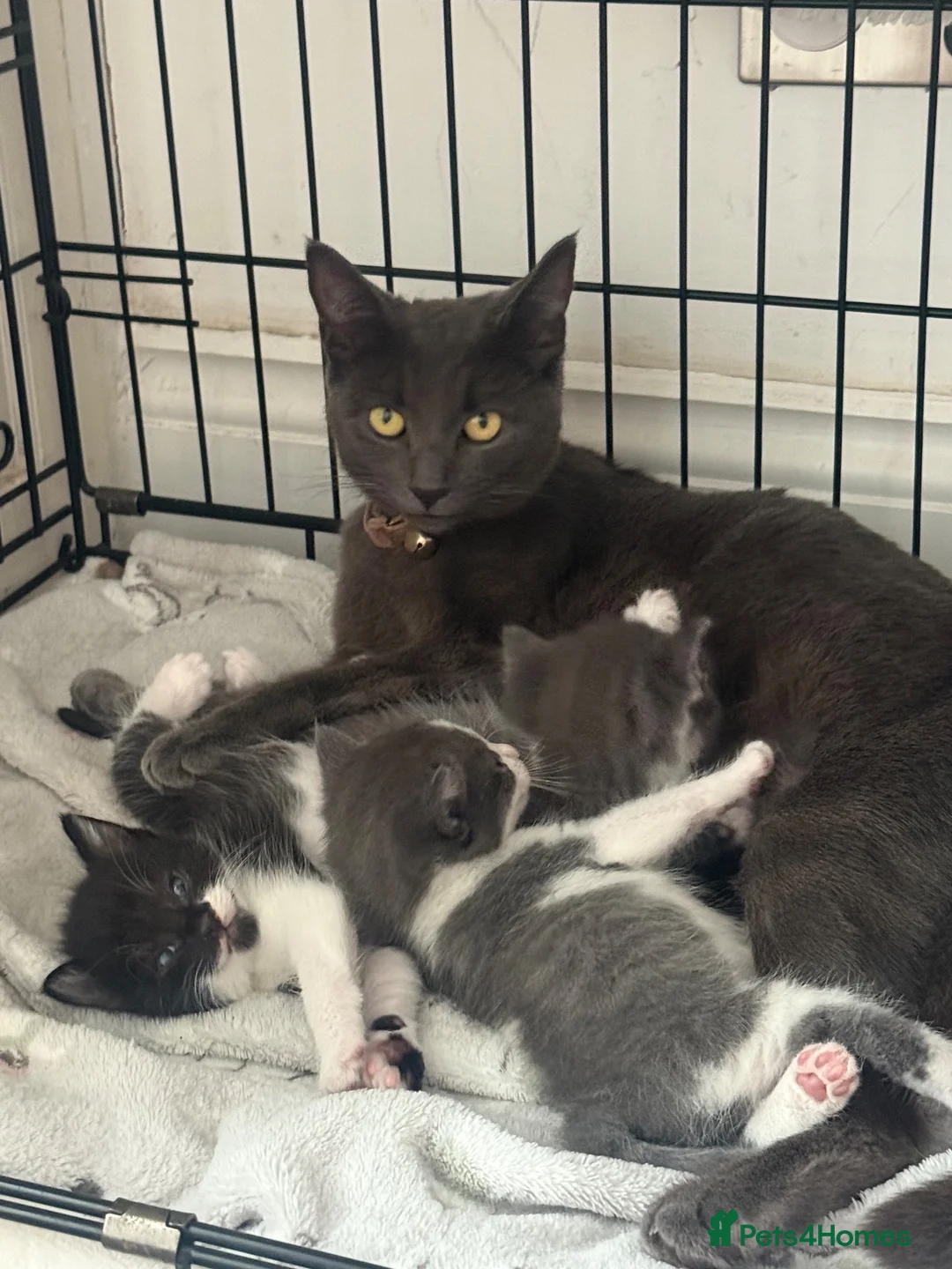 Mixed Breed cats for sale: Russian blue cross DSH  in Welwyn Garden City - Advert 3