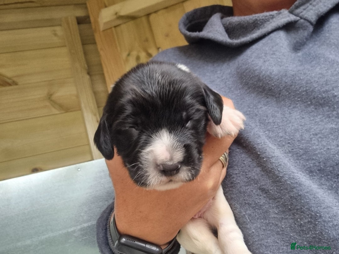 English Springer Spaniel dogs for sale: Kc registered traditional springer pups  - Image 7