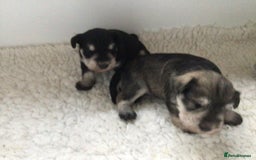 Miniature Schnauzer dogs for sale: Fully Health Tested KC Reg Mini Schnauzer pups - Image 6