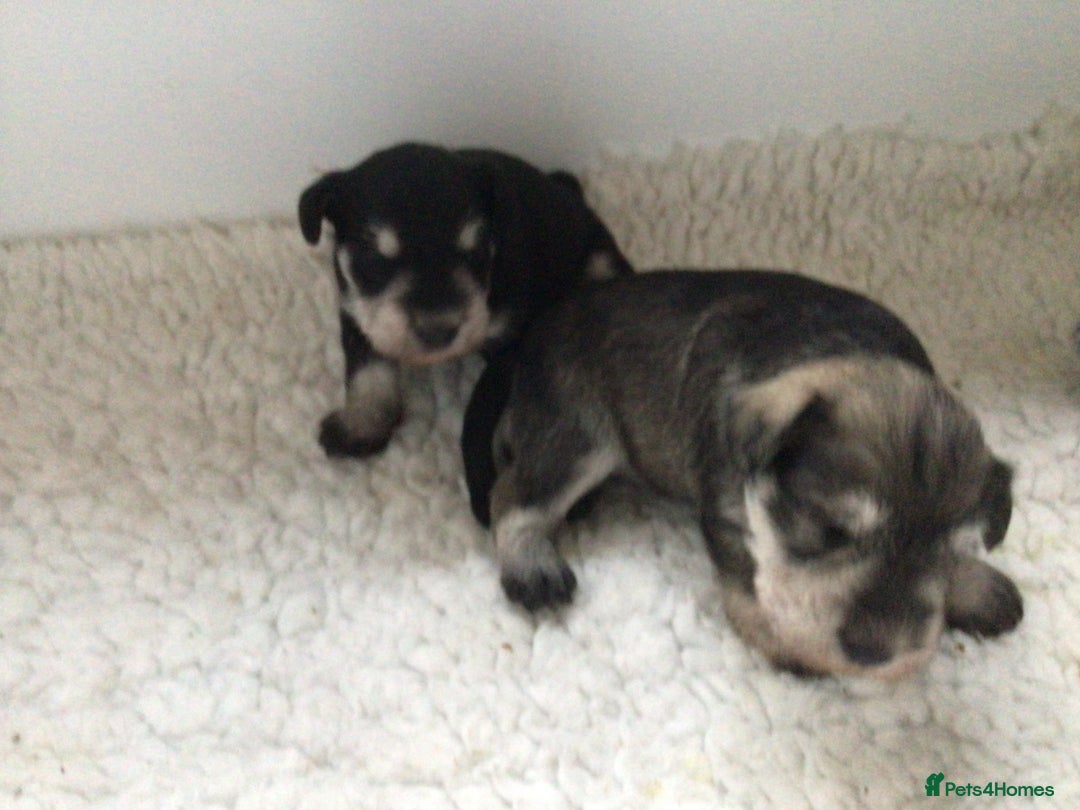 Miniature Schnauzer dogs for sale: Fully Health Tested KC Reg Mini Schnauzer pups - Image 6