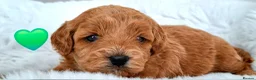Cavapoo dogs for sale: 🥇❤️Beautiful F1 Cavapoo 5★ - Advert 3