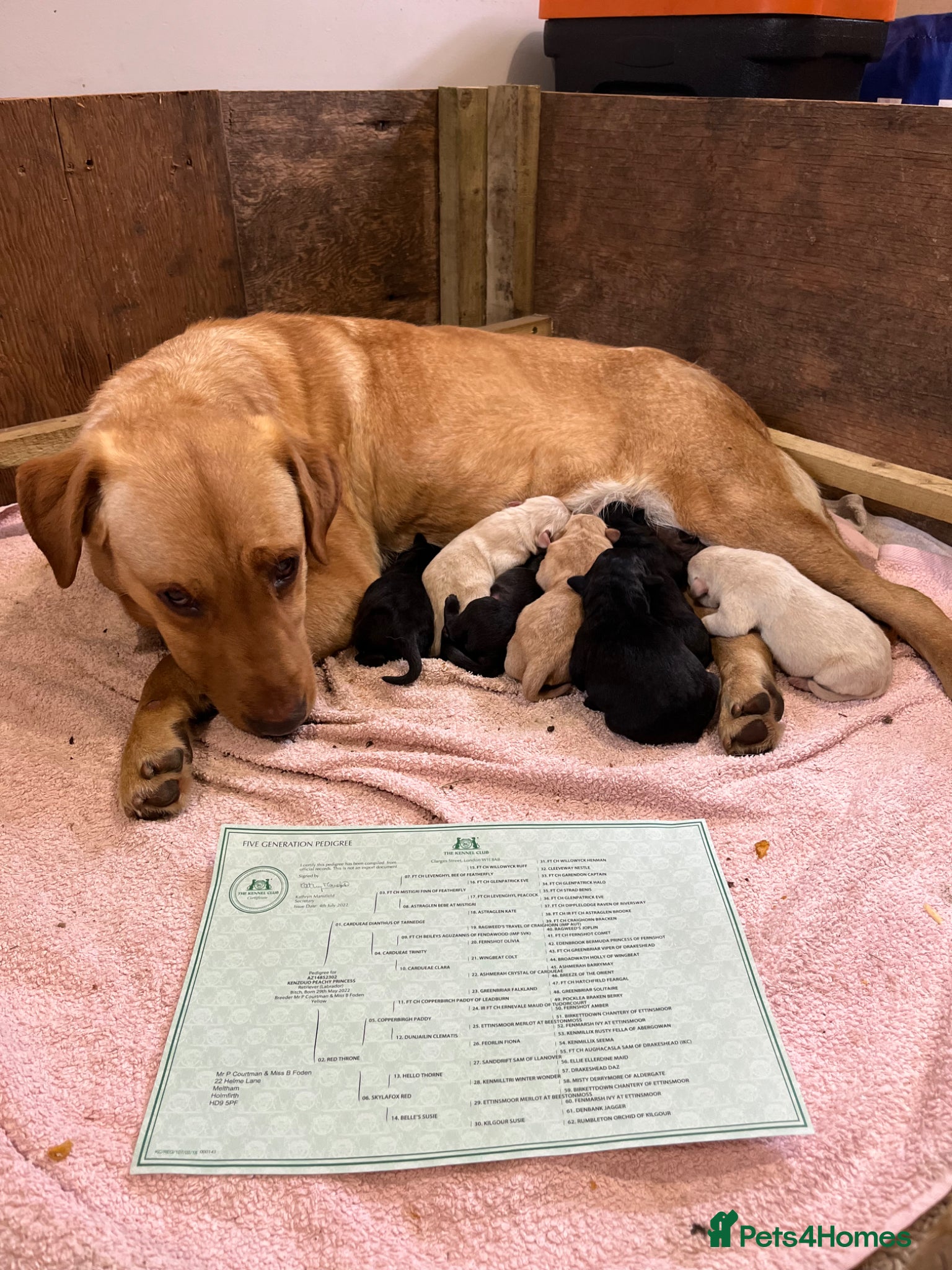 Labrador Retriever dogs for sale: Pedigree Labrador Pups  - Advert 8