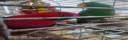 Mixed Breed birds for sale: Wonderful Breeding Pair of Eclectus Parrots 4 Sale - Advert 4