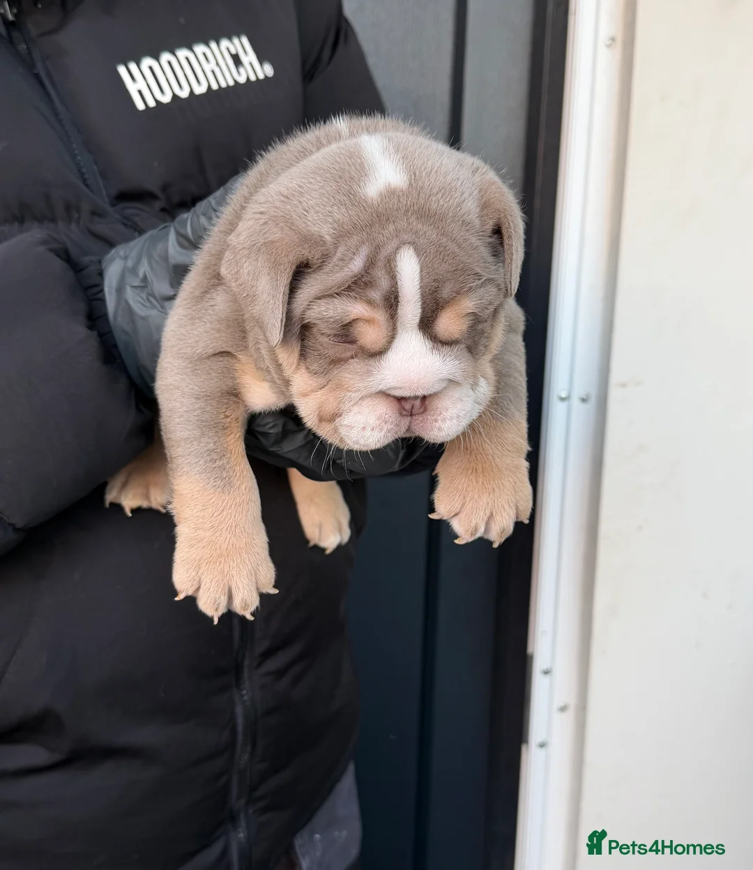 English Bulldog dogs for sale: Stunning posherbulls Turkish pups (last pup left) - Advert 7