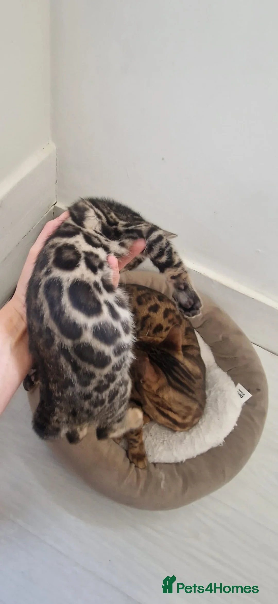 Bengal cats for sale: ⭐️Bengal kittens⭐️ in Cambridge - Advert 2