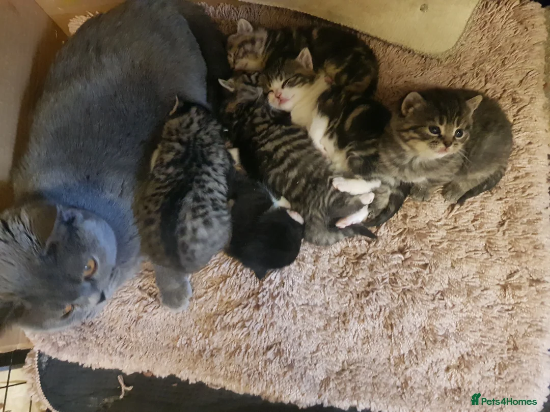 Mixed Breed cats for sale: British shorthair x with domestic tabby - Advert 1