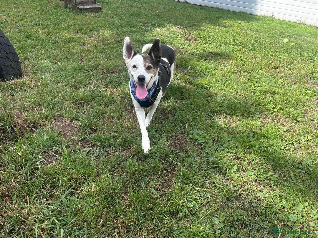 Mixed Breed dogs for adoption: Lilly - Image 2