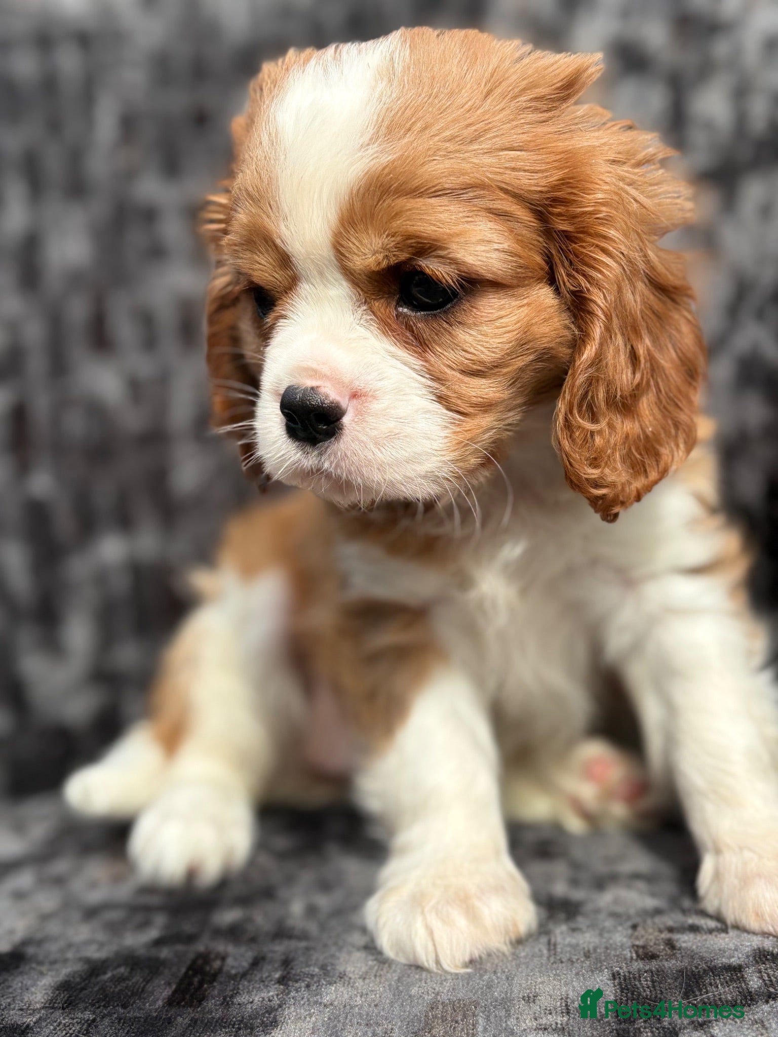 Cavalier King Charles Spaniel dogs Extensively health tested cavalier puppies  - Advert 1