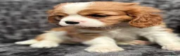 Cavalier King Charles Spaniel dogs for sale: Extensively health tested cavalier puppies  - Advert 1