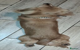 Miniature Dachshund dogs for stud: STUD 100% Long Haired Cream Miniature Dachshund - Image 5