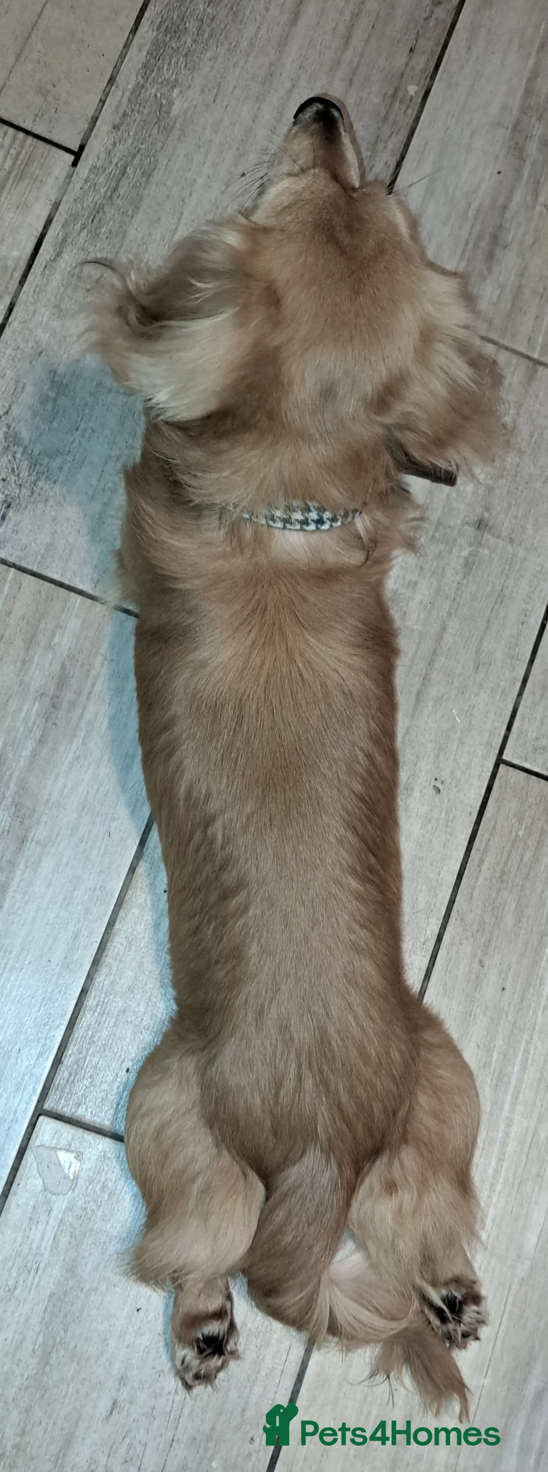 Miniature Dachshund dogs for stud: STUD 100% Long Haired Cream Miniature Dachshund - Advert 5