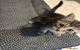 Mixed Breed cats for sale: Adorable tabby girl kitten looking for a home - Image 1