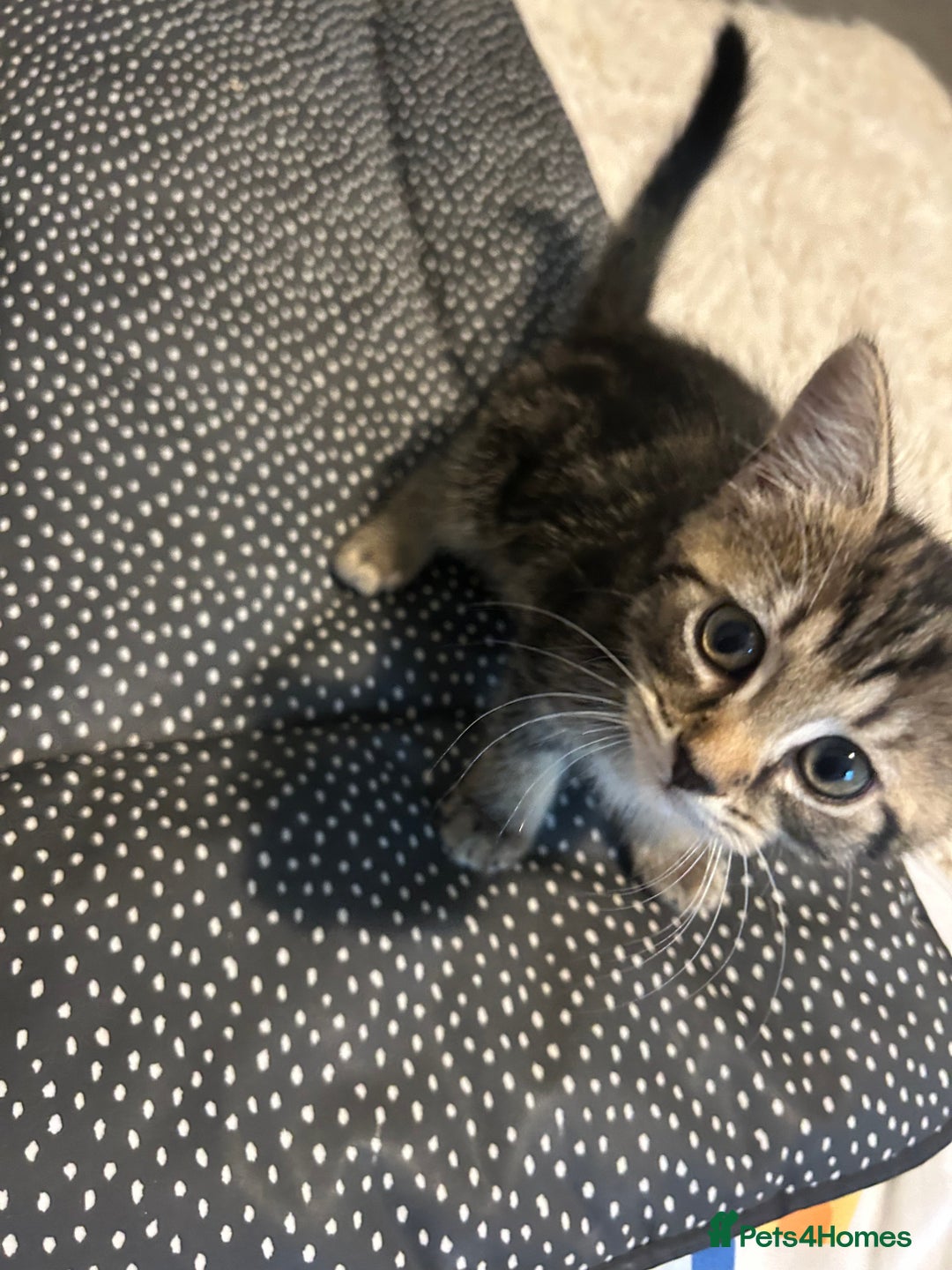 Mixed Breed cats for sale: Adorable tabby girl kitten looking for a home - Image 1