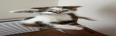 Calico Kitten 