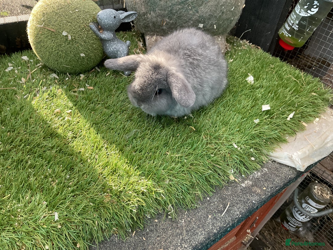 Mini Lop rabbits for sale: Baby mini lops and mini lion lop baby rabbits - Advert 14