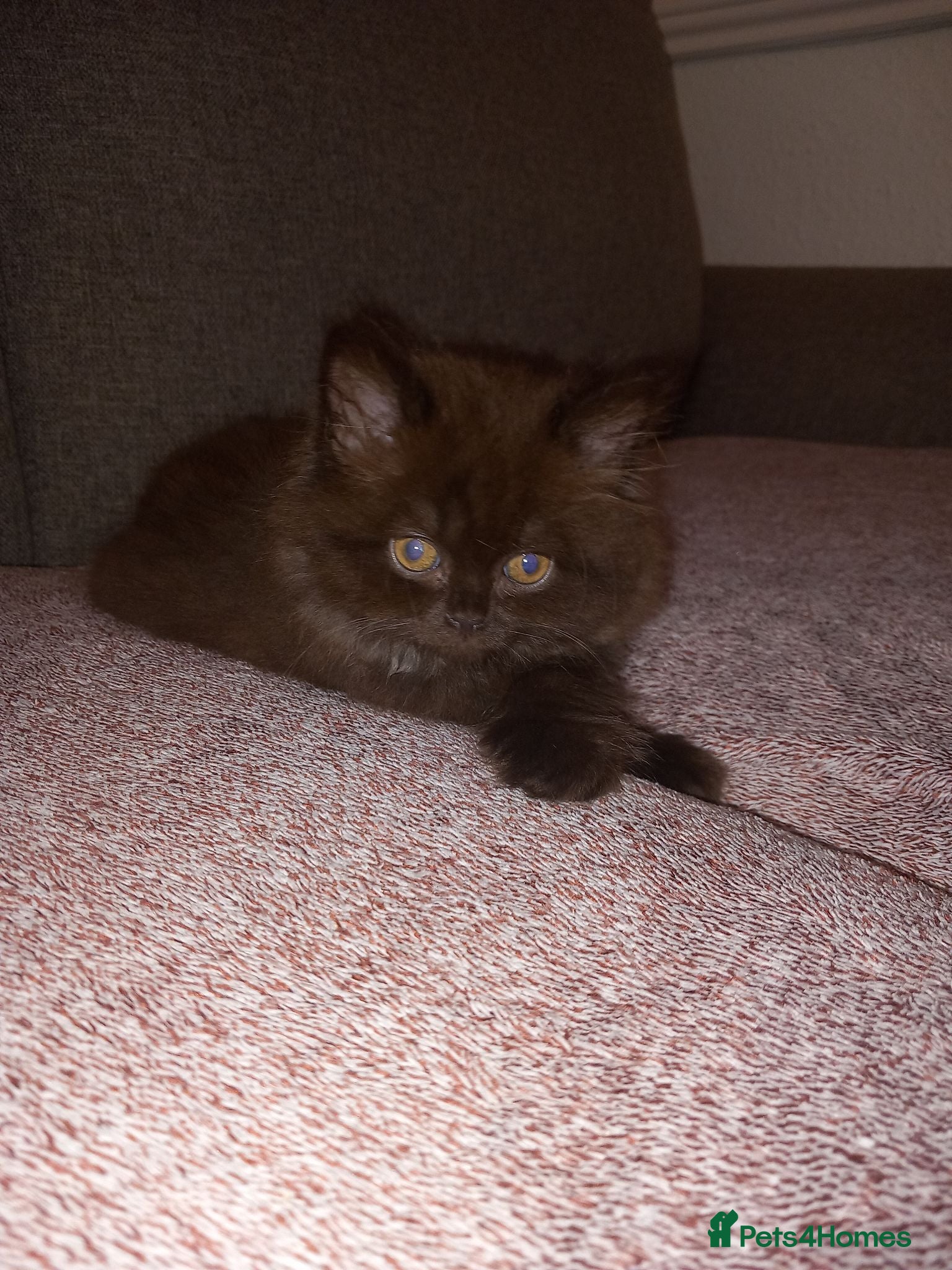 British Shorthair cats Chocolate BSH  - Advert 1