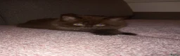 British Shorthair cats for sale: Chocolate BSH  - Advert 1