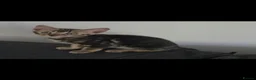 Bengal cats for sale: Outstanding Tica registered pure bengal kitten's - Advert 19