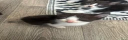 Mixed Breed cats for sale: Kittens rehoming  - Advert 6
