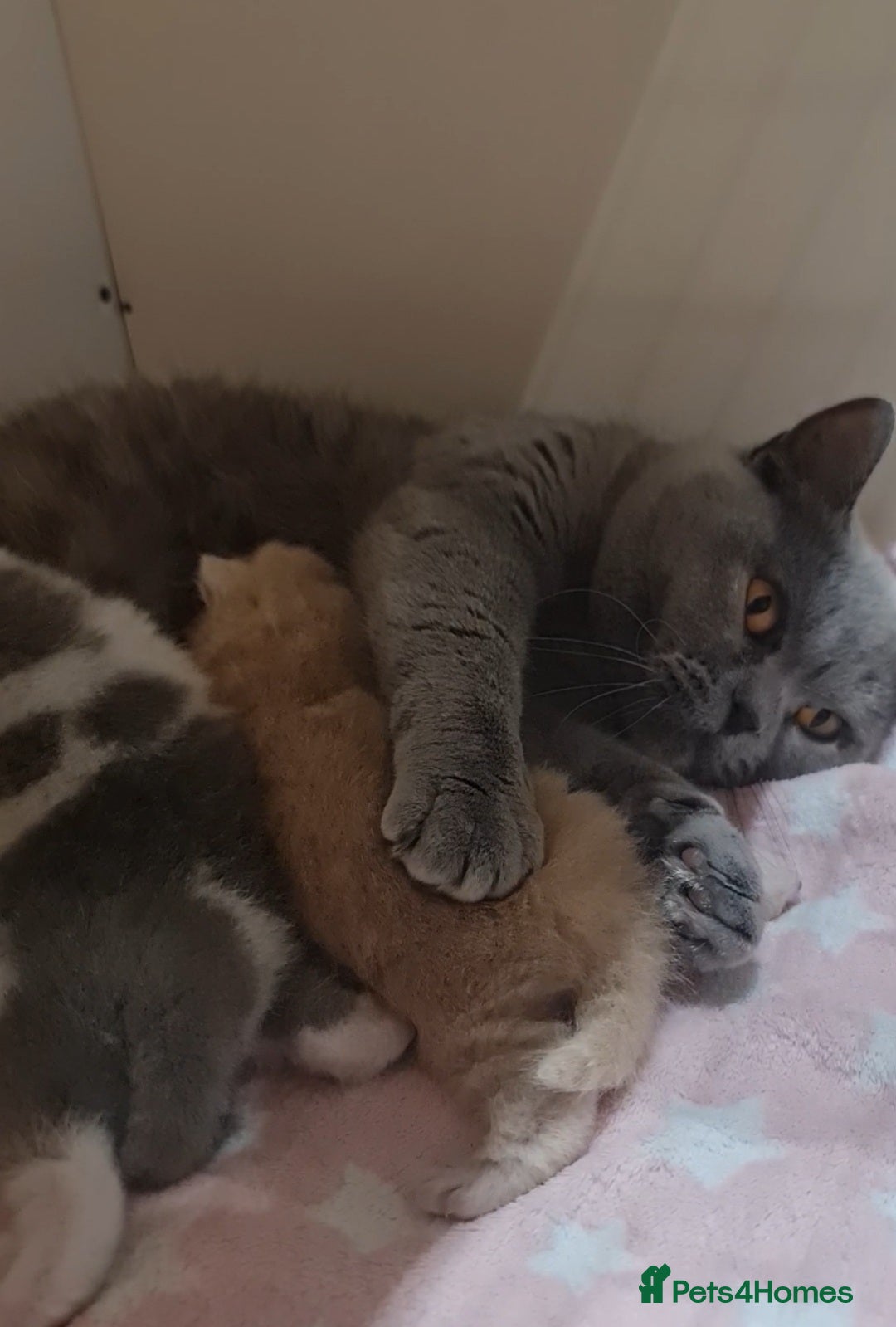 British Shorthair cats for sale: RETIRED QUEEN BSH BLUE CREAM TORTIE GCCF REG  - Advert 3
