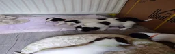 English Springer Spaniel dogs for sale: 7 x English Springer Spaniel puppies for sale - Advert 25